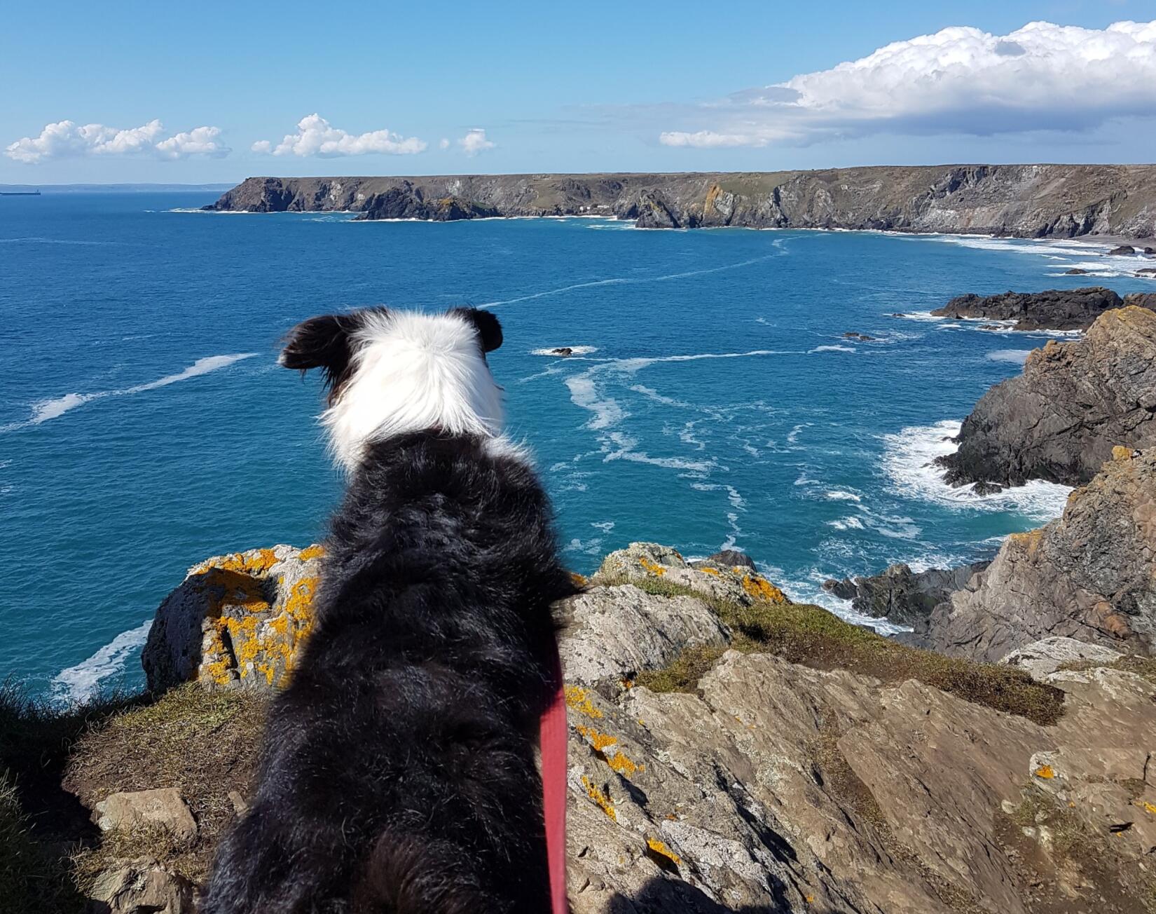 Dog on the Cornish coast path