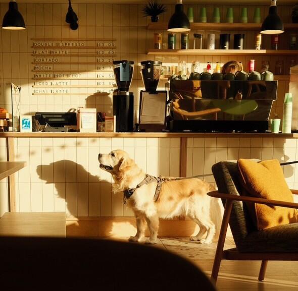 Golden retriever in the cafe at SeaSpace