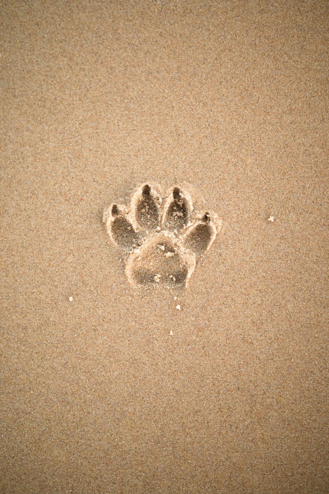 Dog paw print in sand