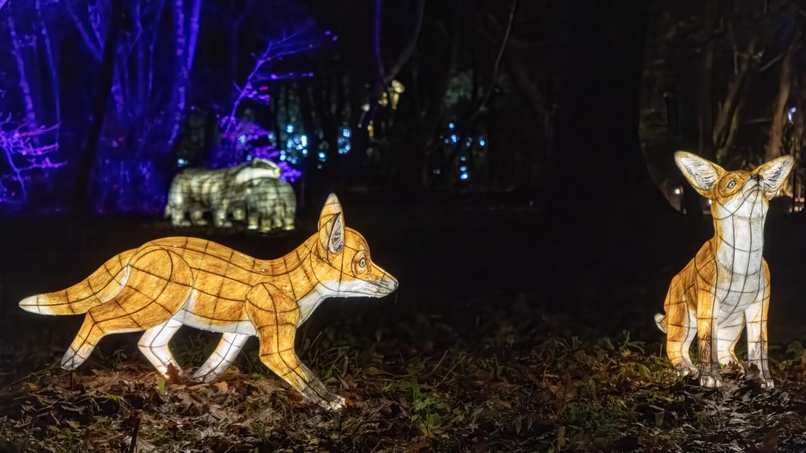 Two fox lights as part of heligan night garden