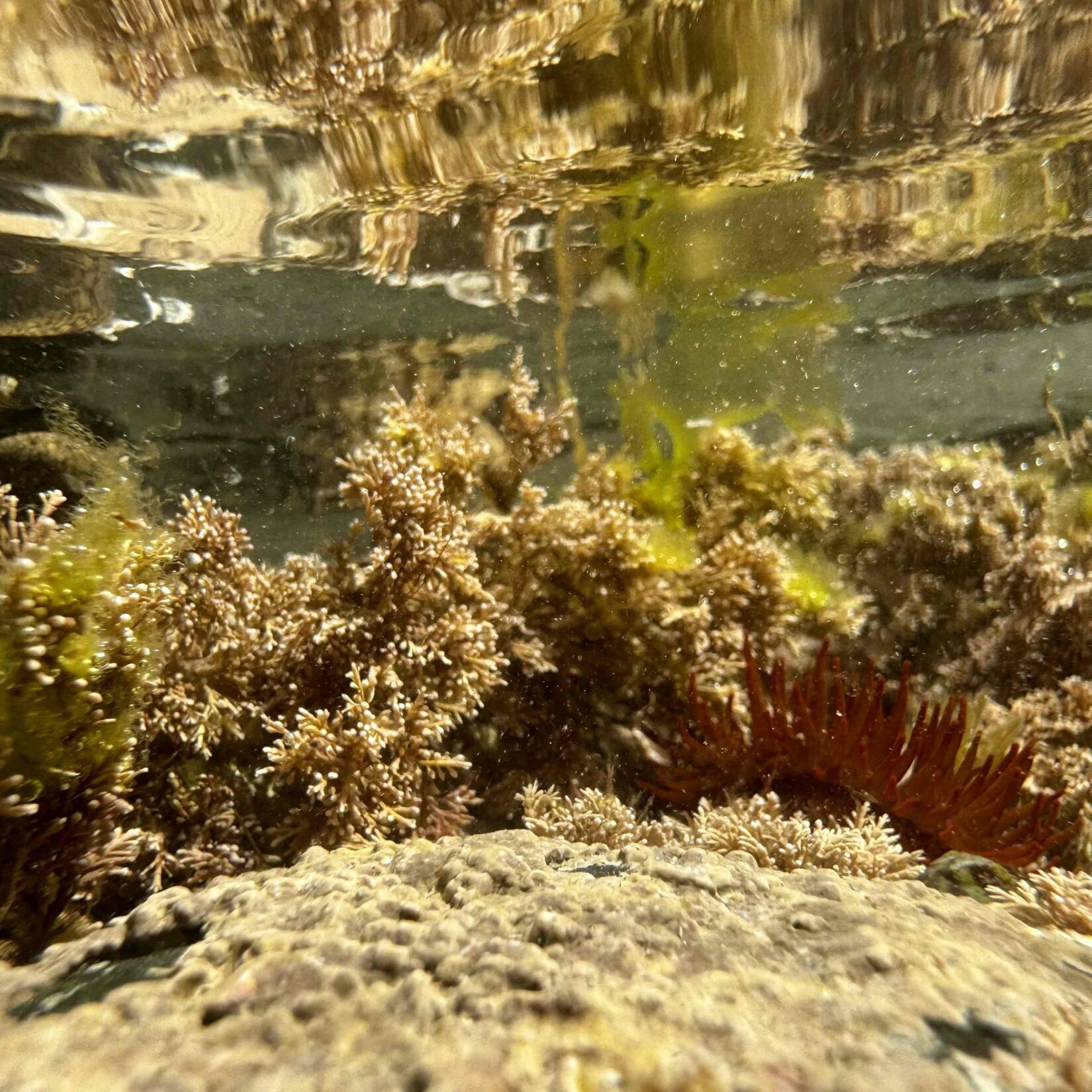 underwater shot of a rockpool